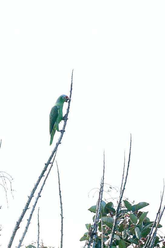 Image of Amazona autumnalis salvini (Salvadori 1891)