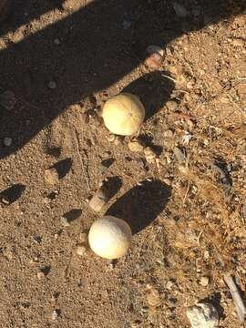 Image of coyote gourd