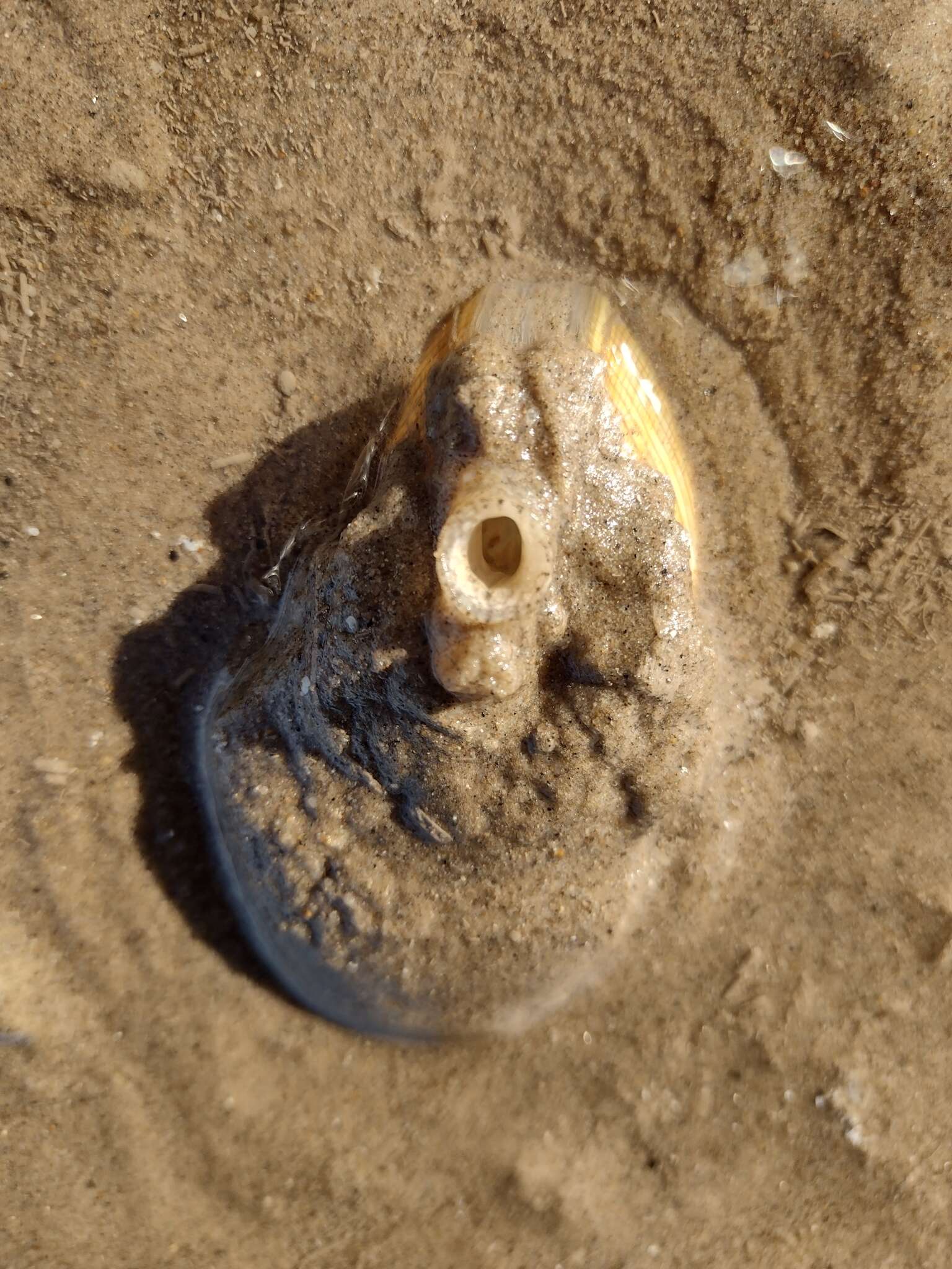 Image of giant Pacific eggcockle