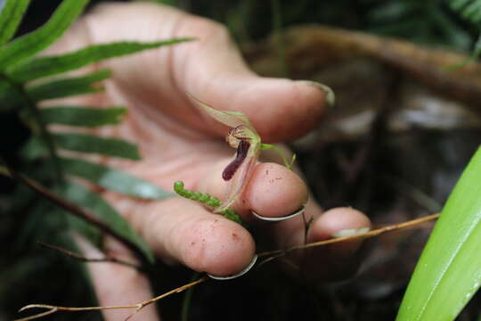 Image of Stelis pachyglossa (Lindl.) Pridgeon & M. W. Chase