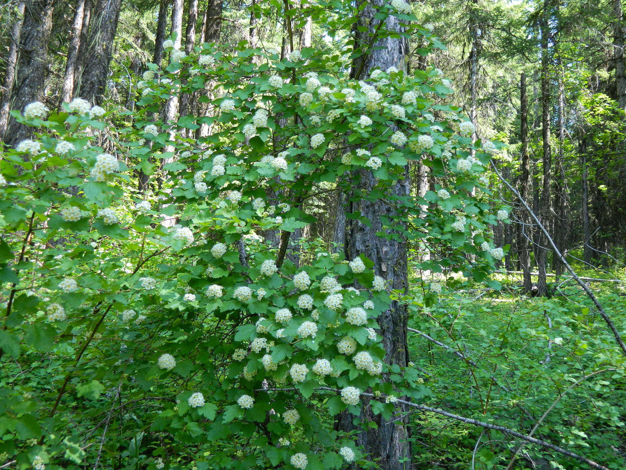 Plancia ëd Physocarpus malvaceus (Greene) Kuntze