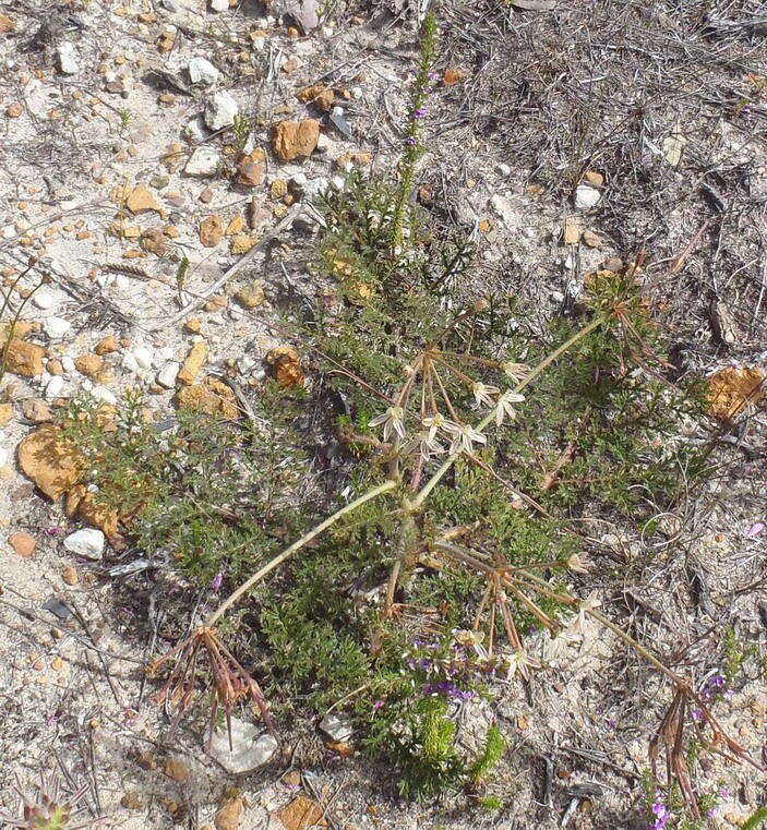 Image of Pelargonium triste (L.) L'Her.