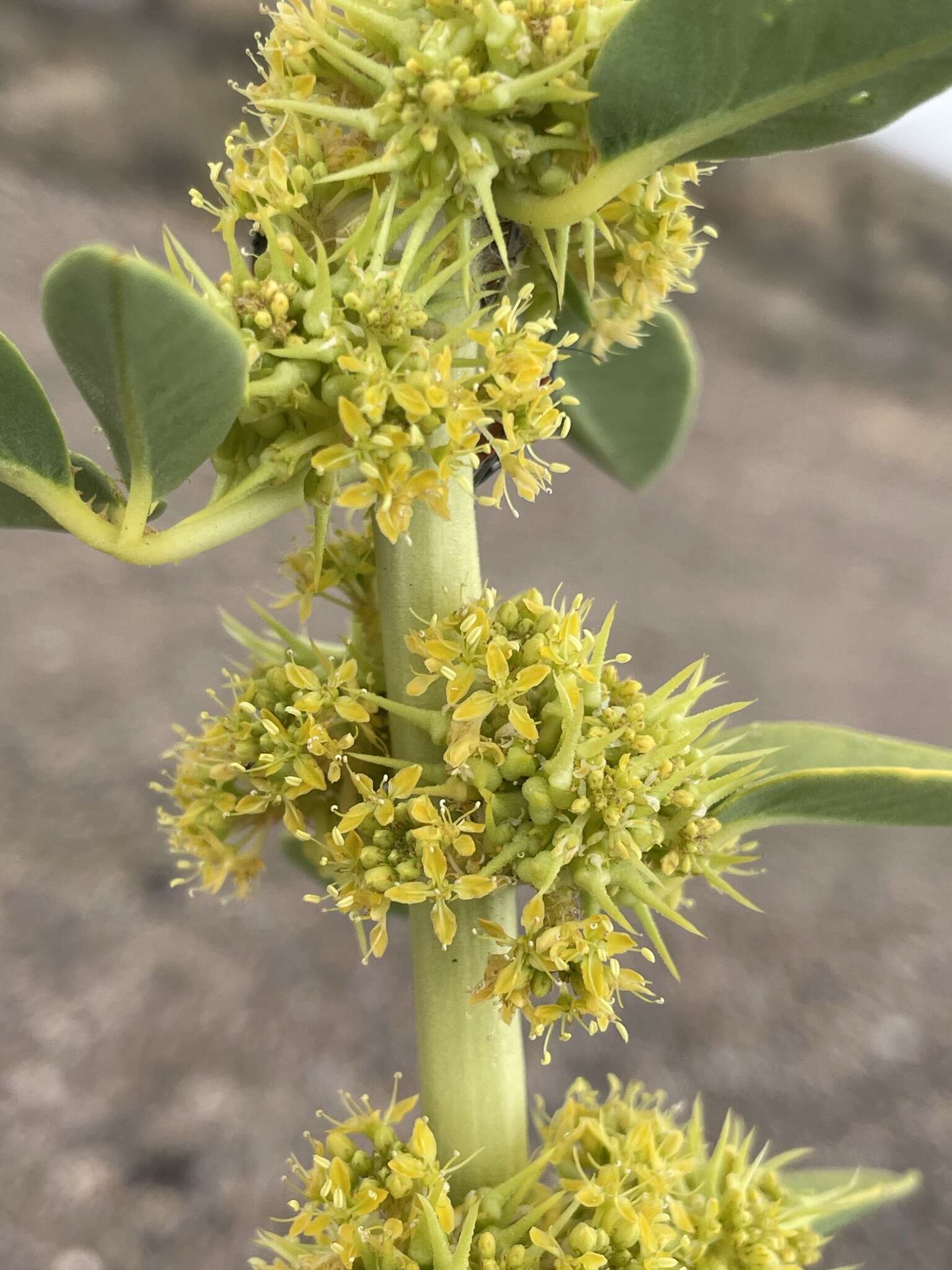 Image of spiny caper