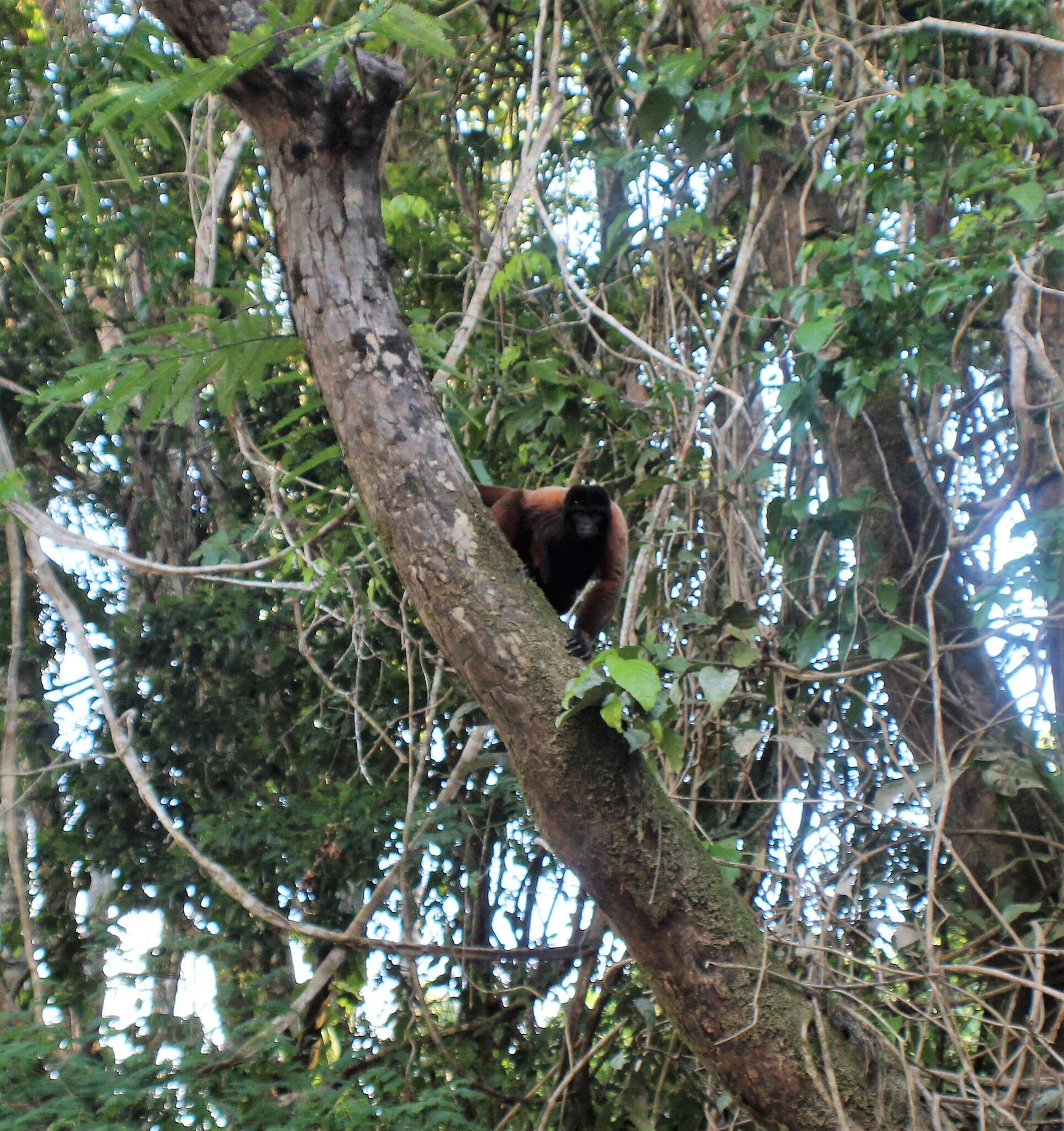 Image of Poeppig's Woolly Monkey