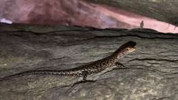 Image of Saxicoline Sunskink