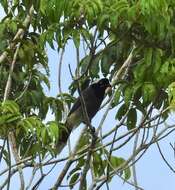 Image of Azure-naped Jay