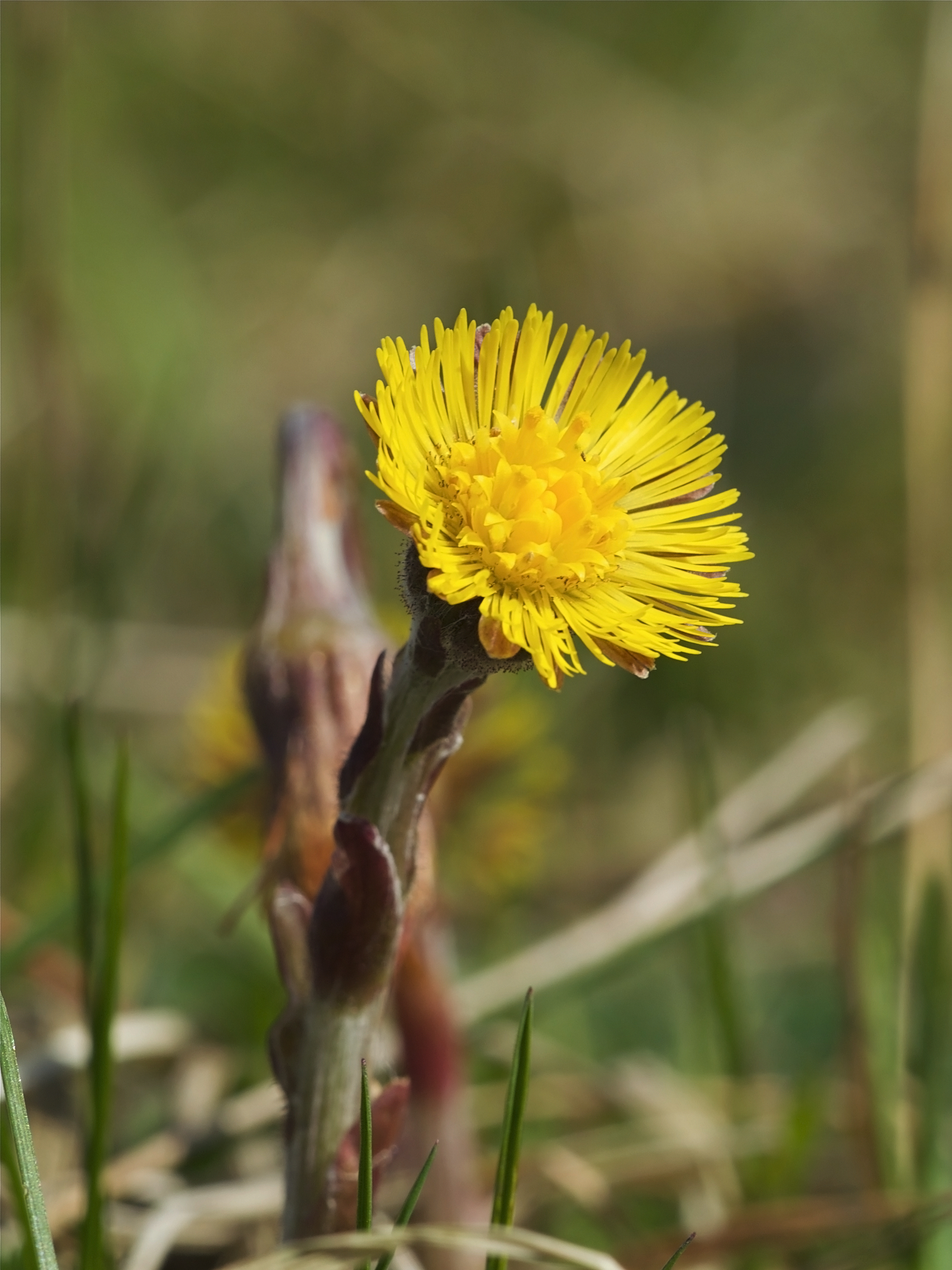 Coltsfoot Encyclopedia Of Life