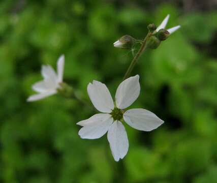 Imagem de Lithophragma cymbalaria Torr. & Gray