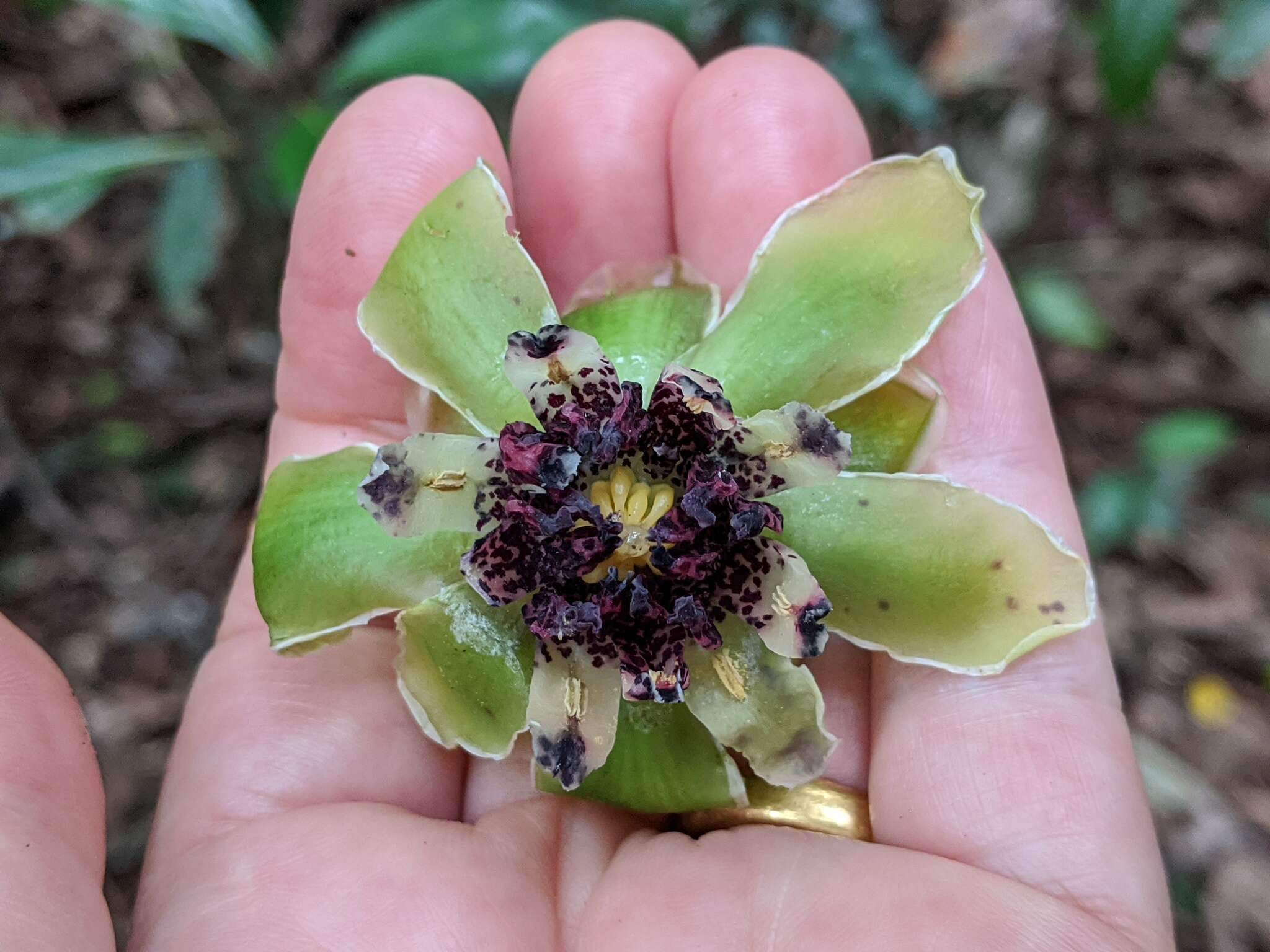 Image of Austrobaileya scandens C. White