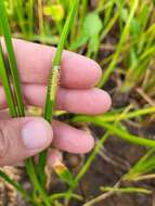 Image of Scallion-Grass