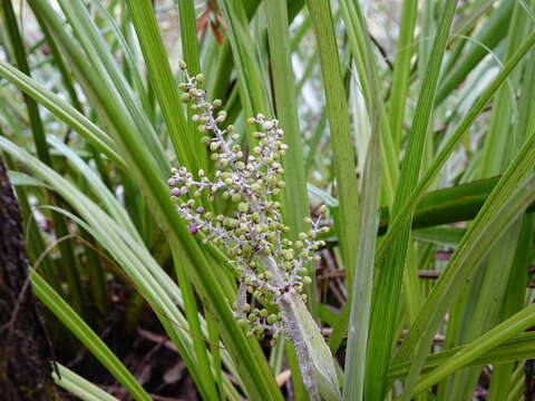 Astelia banksii A. Cunn.的圖片