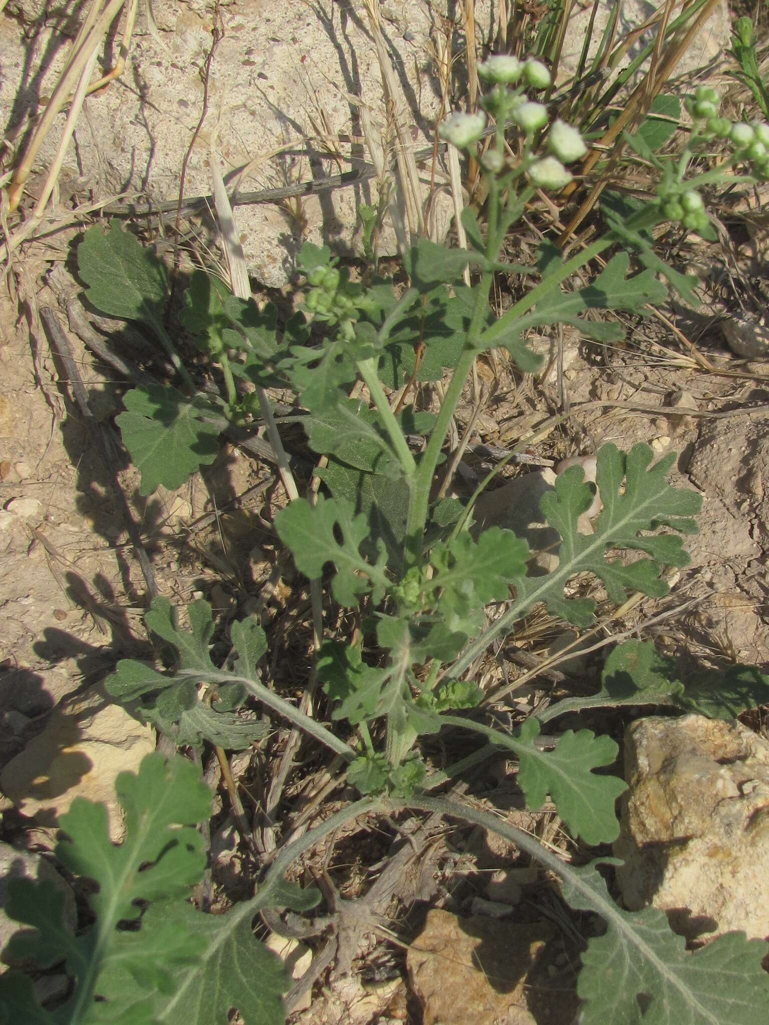 Image of Gray's feverfew