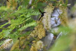 Imagem de Xylocopa darwini Cockerell 1926