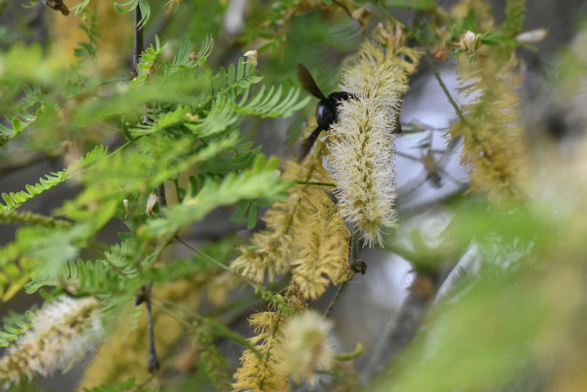 Xylocopa darwini Cockerell 1926 resmi