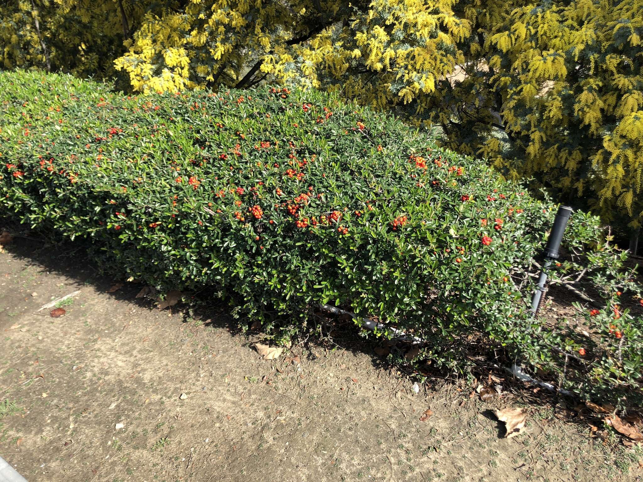 Image de Pyracantha koidzumii (Hayata) Rehd.