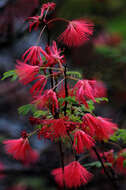 Imagem de Calliandra peninsularis Rose