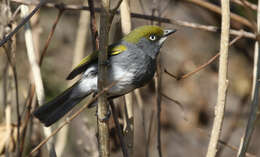 Слика од Vireo brevipennis (Sclater & PL 1858)