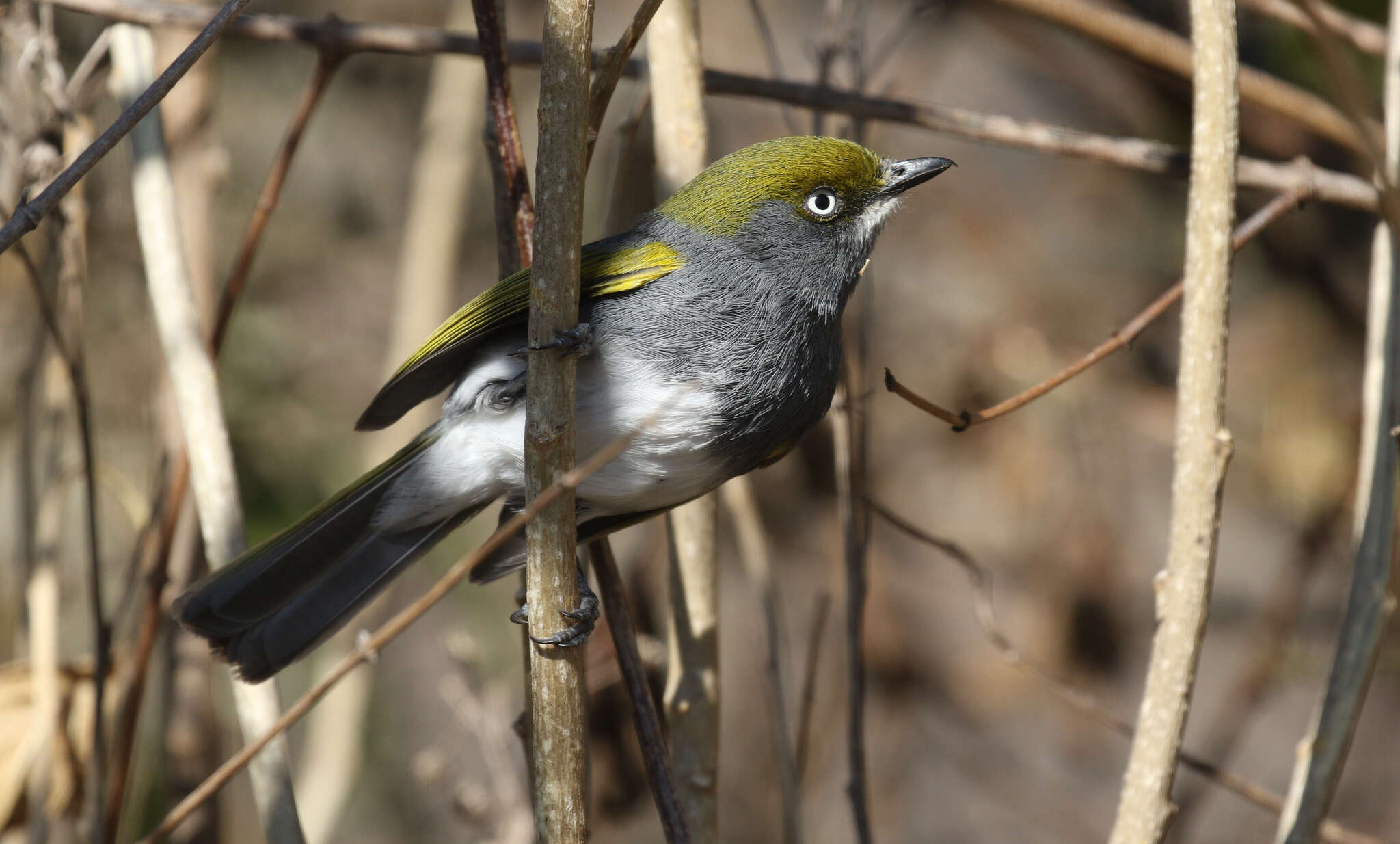 Vireo brevipennis (Sclater & PL 1858)的圖片