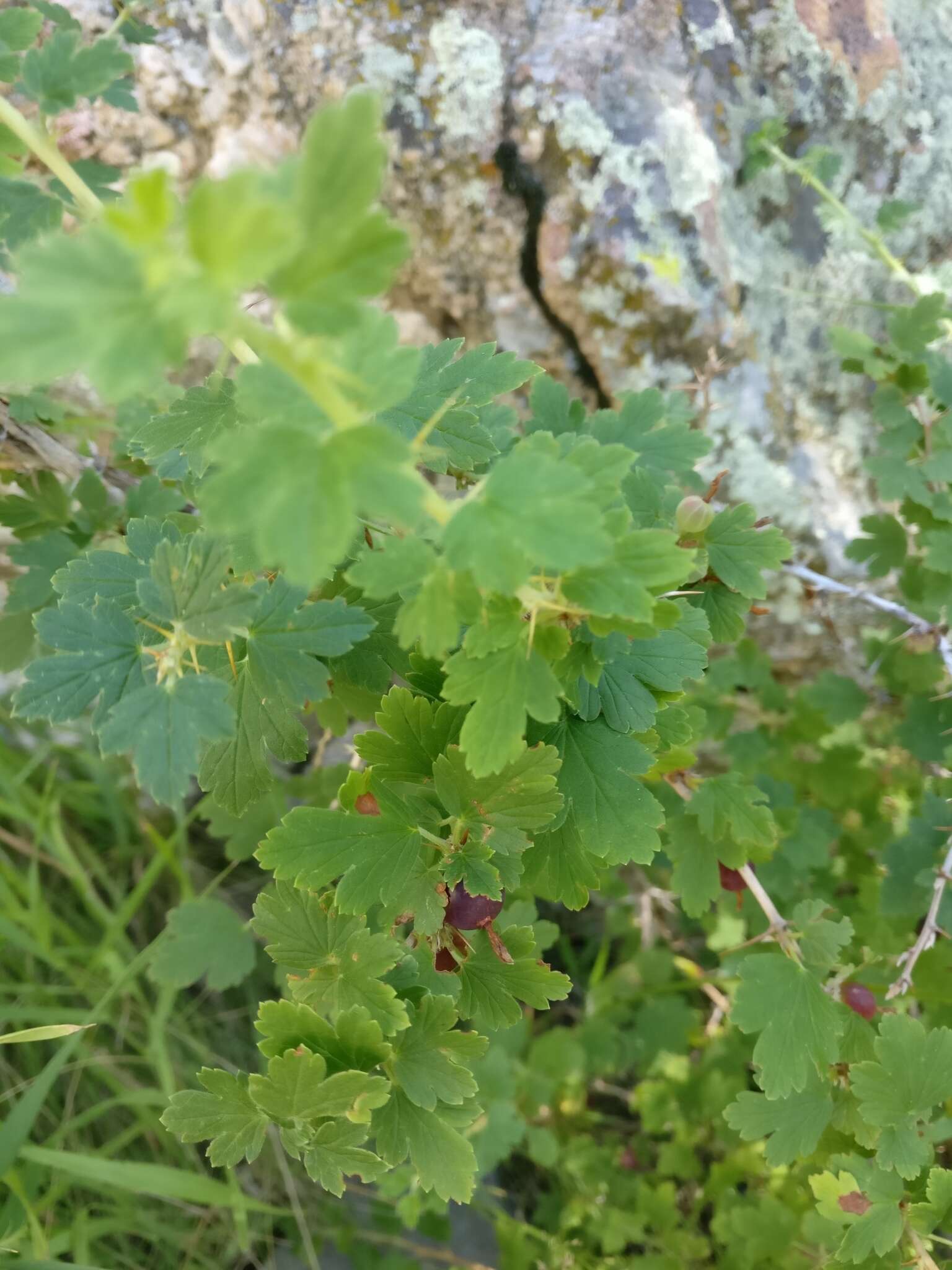 Image of whitestem gooseberry