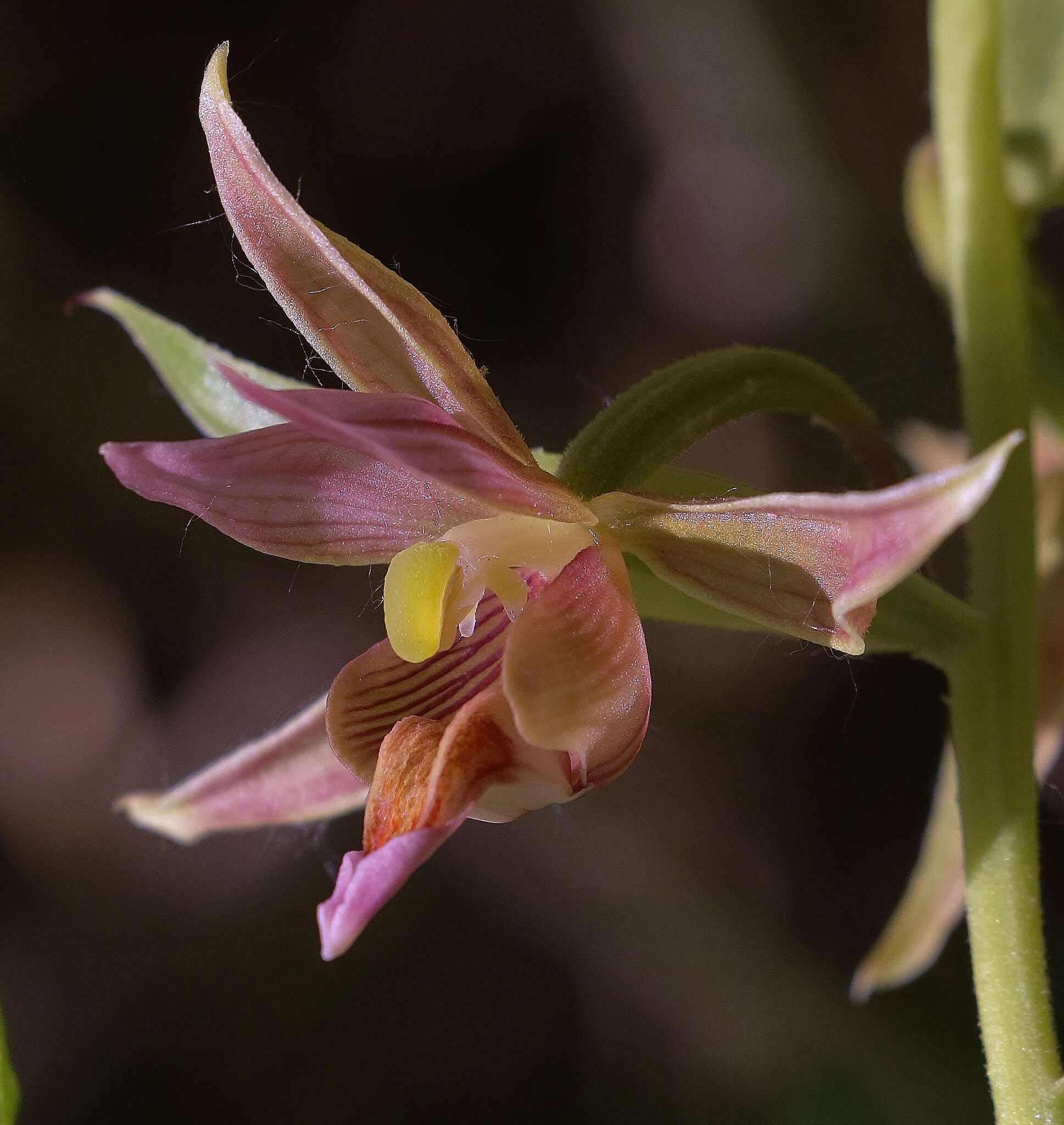 Image of Stream orchid