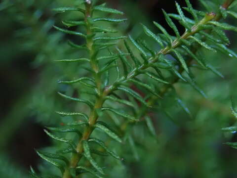 Imagem de Lepidothamnus laxifolius (Hook. fil.) Quinn