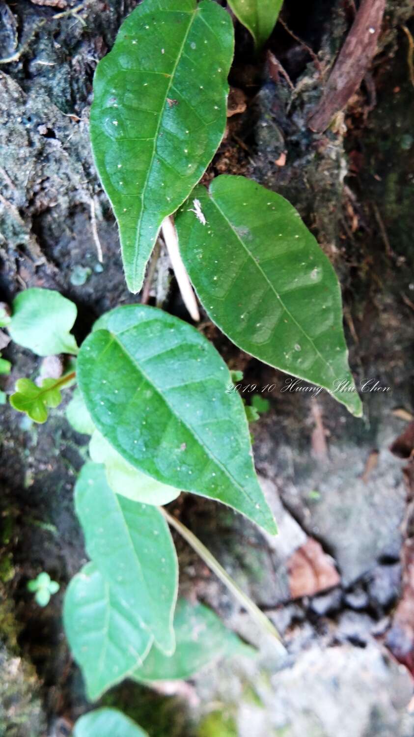 Image of Ficus sarmentosa var. nipponica (Franch. & Savatier) Corner