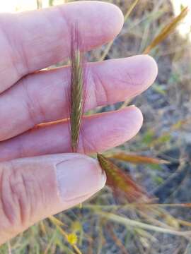 Image of California barley