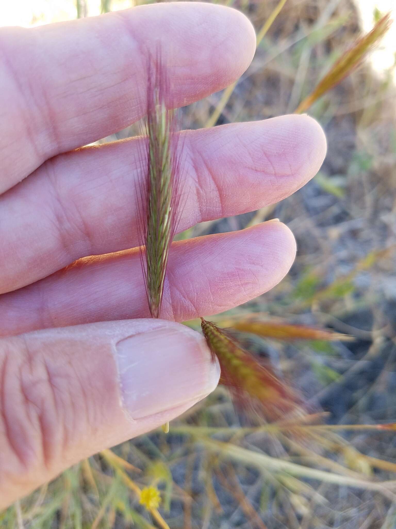 صورة Hordeum californicum Covas & Stebbins