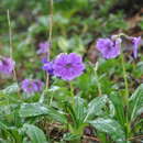 Imagem de Primula calliantha Franch.