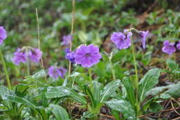 Imagem de Primula calliantha Franch.