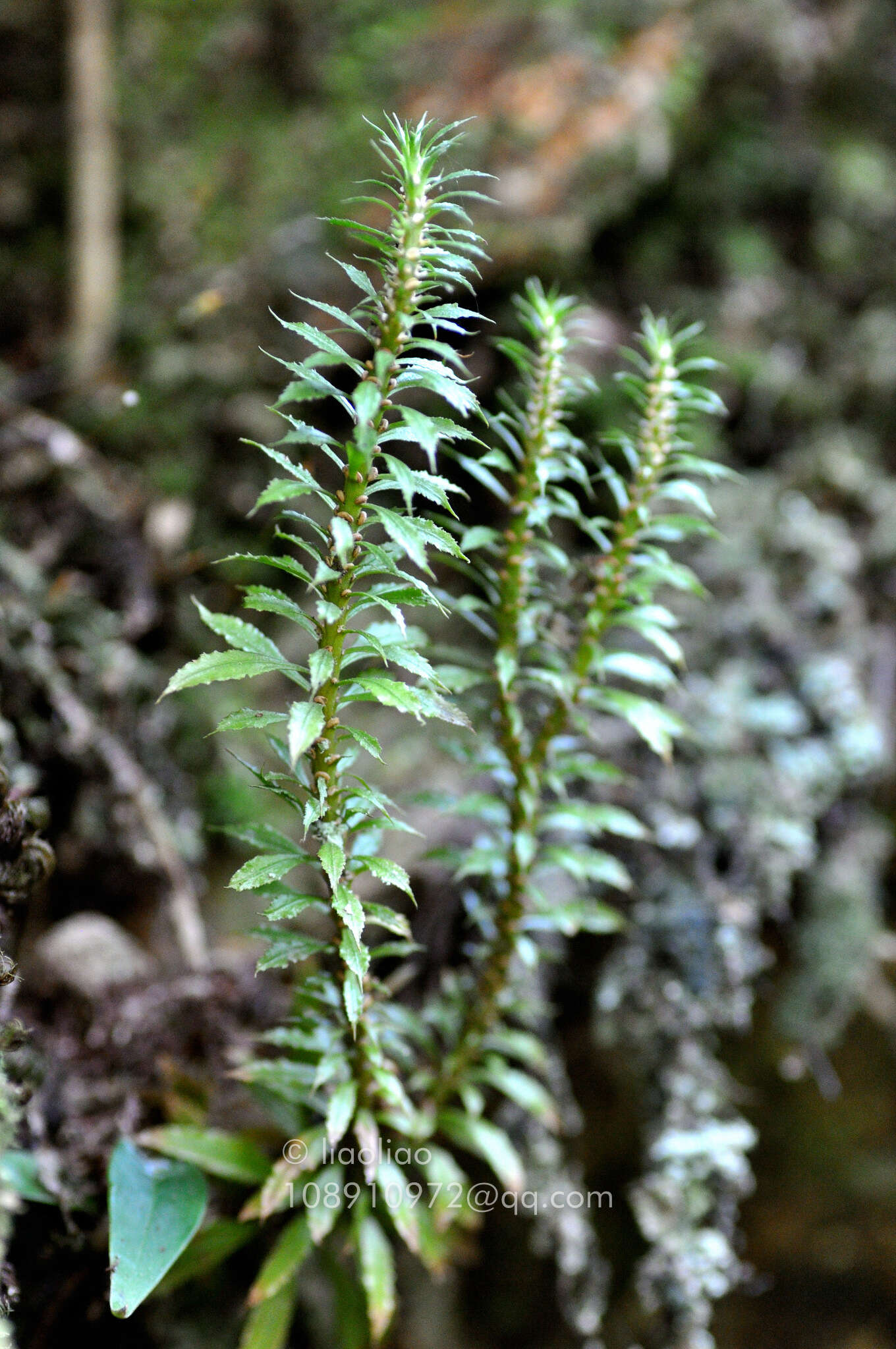 Image of Huperzia javanica (Sw.) Fraser-Jenk.