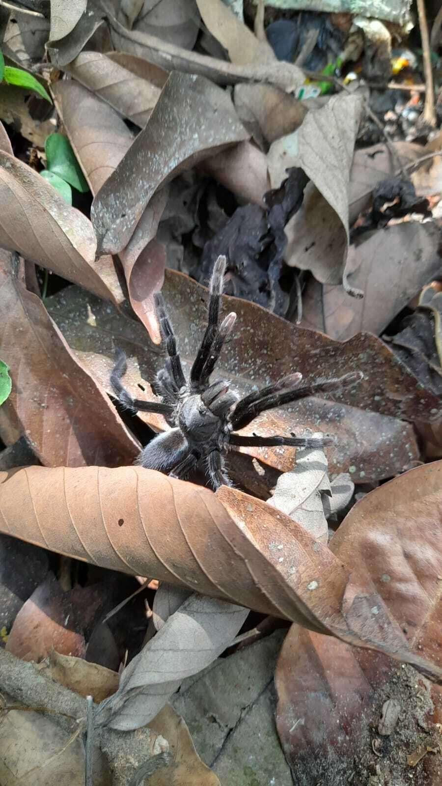 Image of Java Yellow Kneed Tarantula