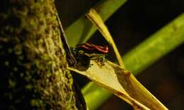 Image of Ranitomeya uakarii (Brown, Schulte & Summers 2006)