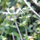 Image de Hypoestes aristata var. alba K. Balkwill