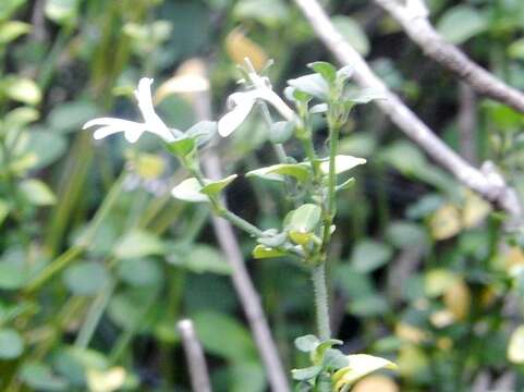 Image of Hypoestes aristata var. alba K. Balkwill