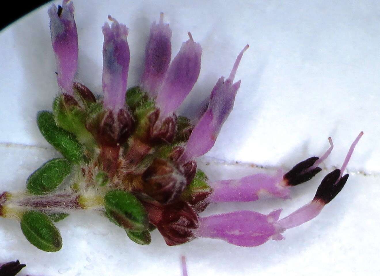 Plancia ëd Erica paucifolia subsp. ciliata (Klotzsch) E. G. H. Oliver