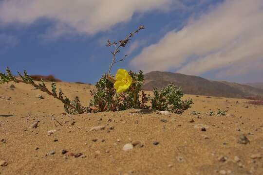 Plancia ëd Oenothera coquimbensis C. Gay