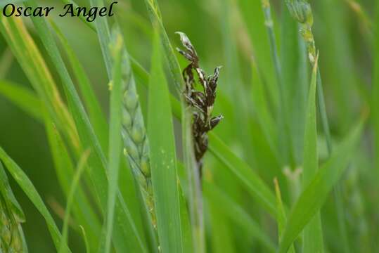 Imagem de Ustilago tritici (Pers.) Rostr. 1890