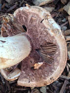 Image of Agaricus fuscovelatus Kerrigan 1985