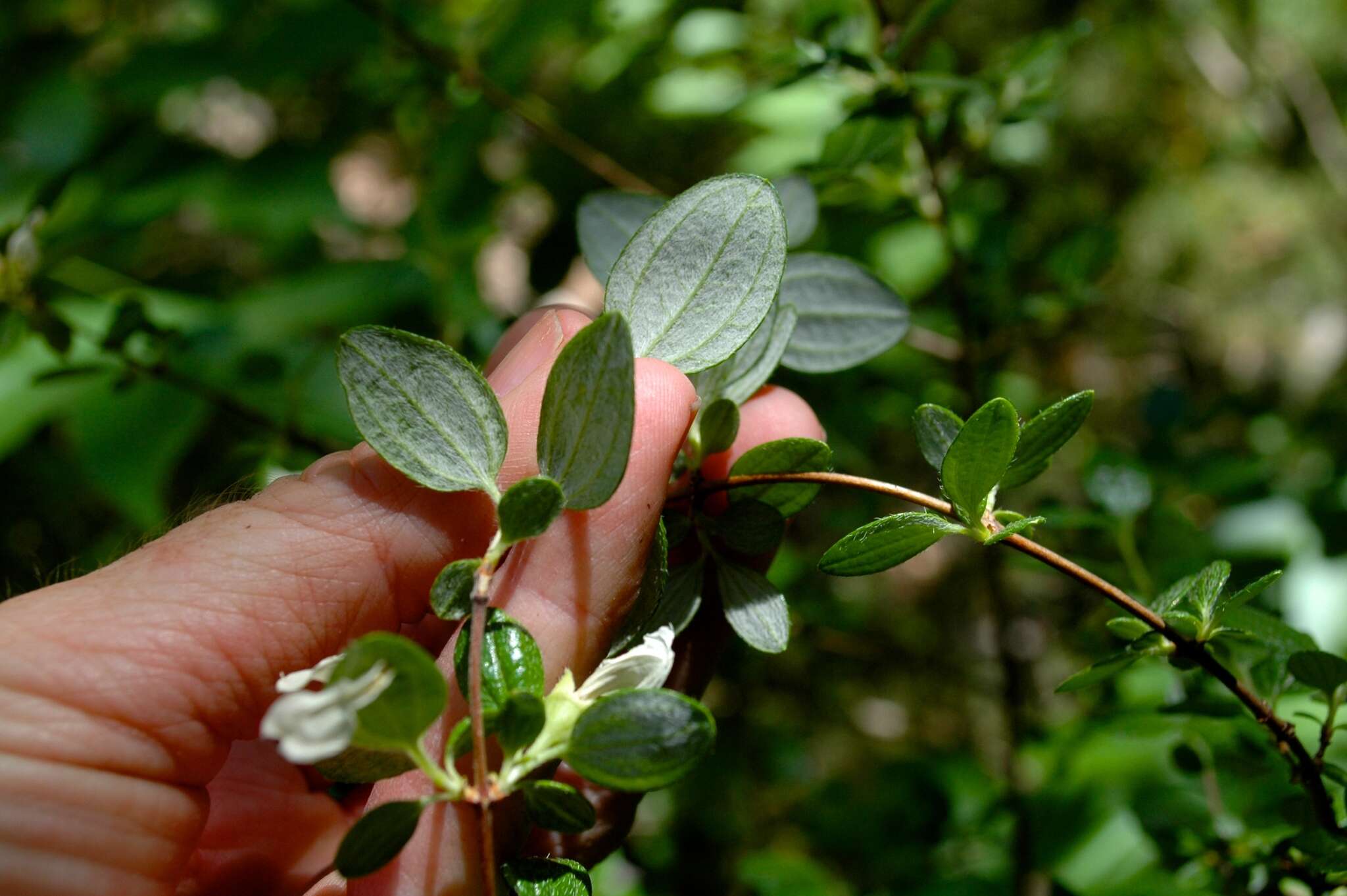 Image of Texas mock orange