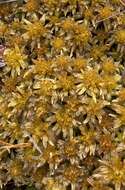 Image of golden bog-moss