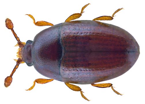 Image of <i>Mychocerus astrolabei</i> (Heinze 1944)
