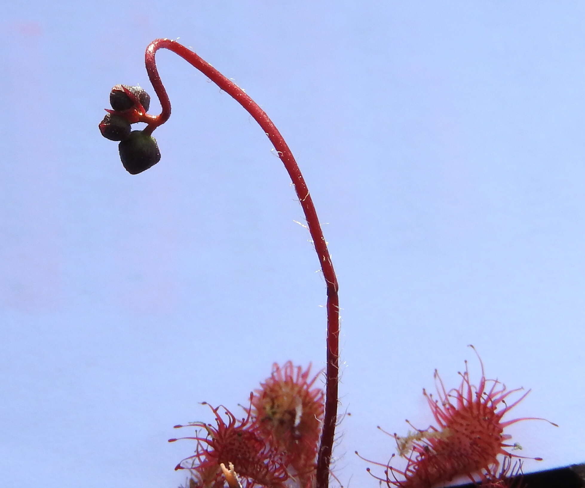 Image of spoonleaf sundew