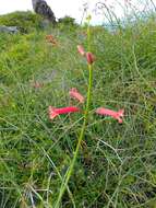 Image of Baja bush snapdragon