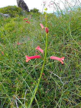 Image of Baja bush snapdragon