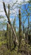 Plancia ëd Pilosocereus polygonus (Lam.) Byles & G. D. Rowley