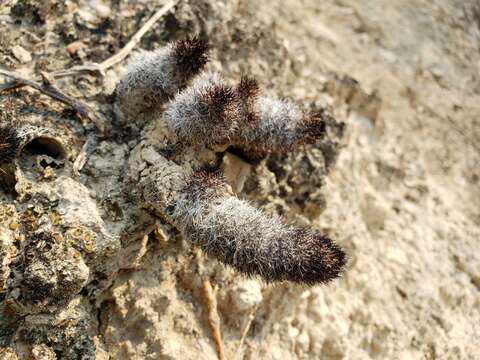 Image of Mammillaria sphacelata Mart.