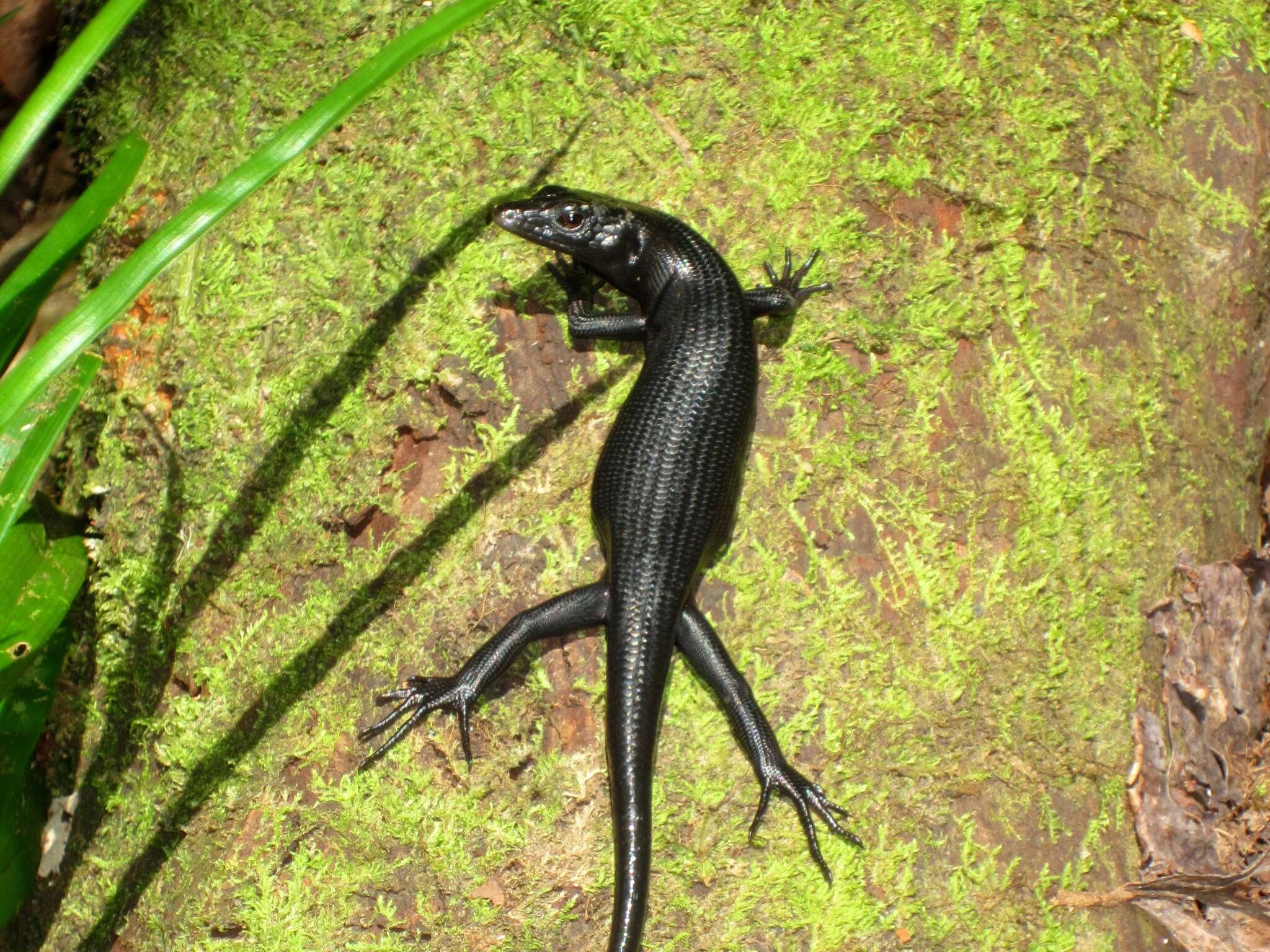 Image of Emo Skink