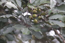 Image of black plum