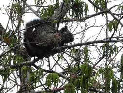 Image of Indian Giant Flying Squirrel